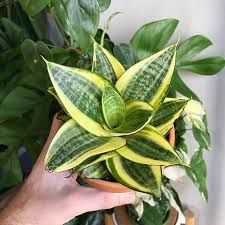 Sansevieria Hahnii