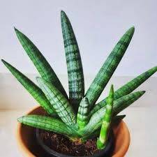 Sansevieria Starfish