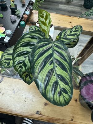 Calathea Makoyana