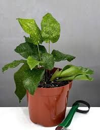 Calathea Musaica