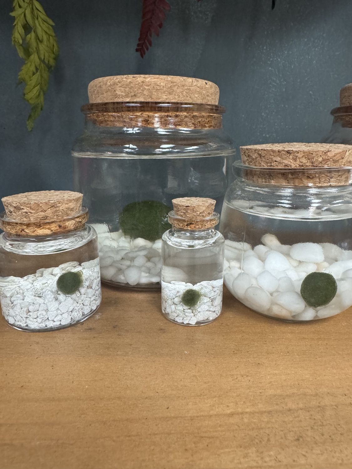 Marimo Moss
