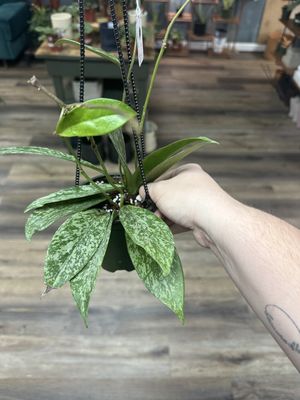 Mystery Hanging 4” Hoya
