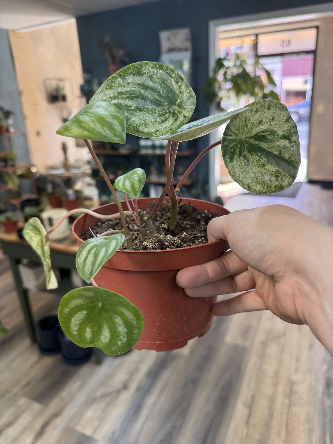 Variegated Watermelon Peperomia