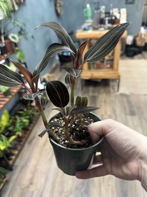 Jewel Orchid