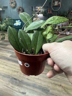 Hoya Publicalyx