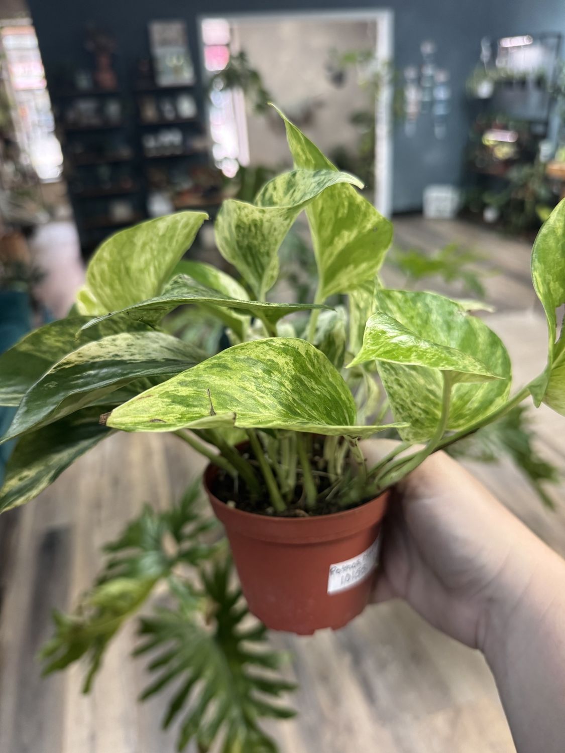Marble Queen Pothos