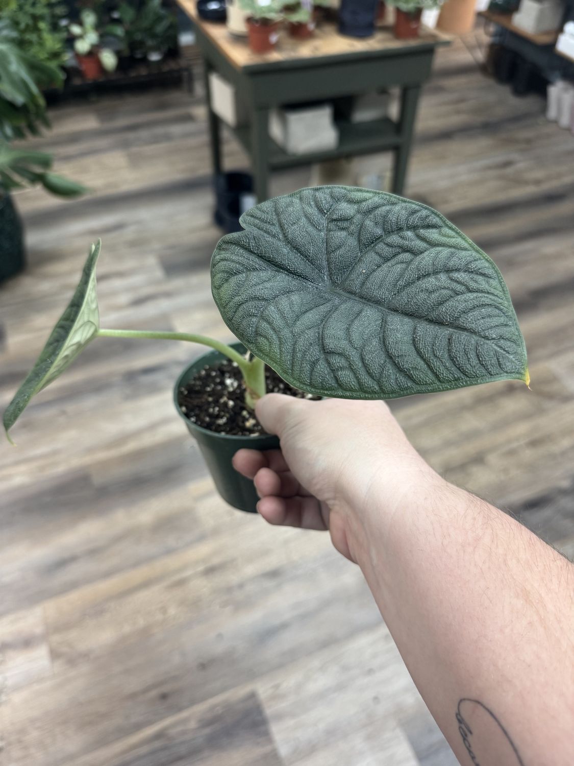 Alocasia Melo