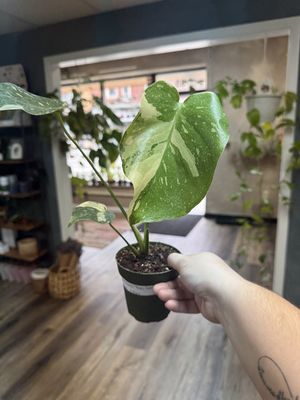 Monstera Thai Con