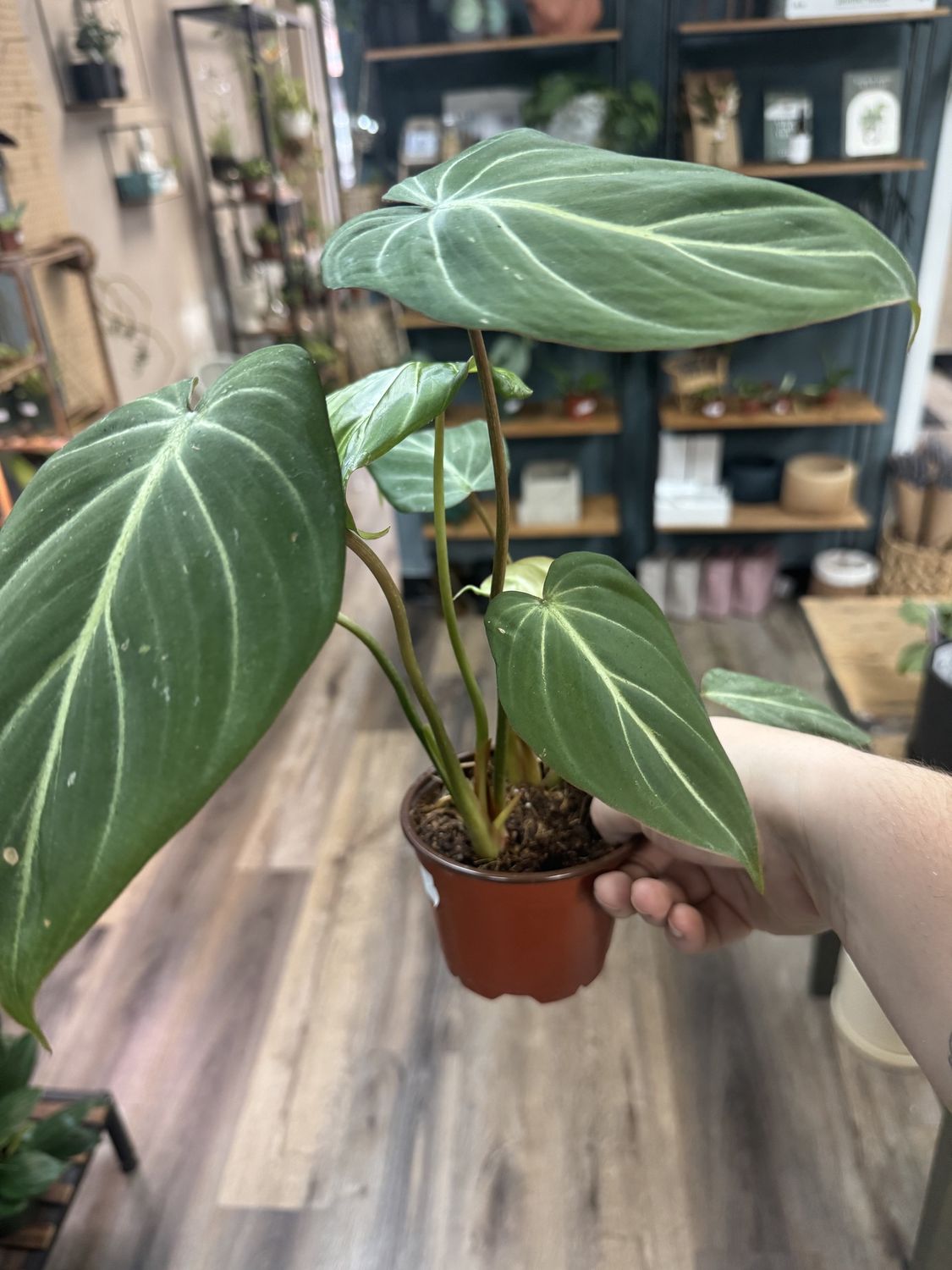 Philodendron Gloriosum