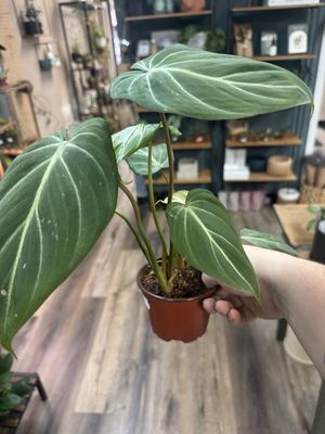 Philodendron Gloriosum