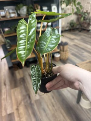 Philodendron Billietiae