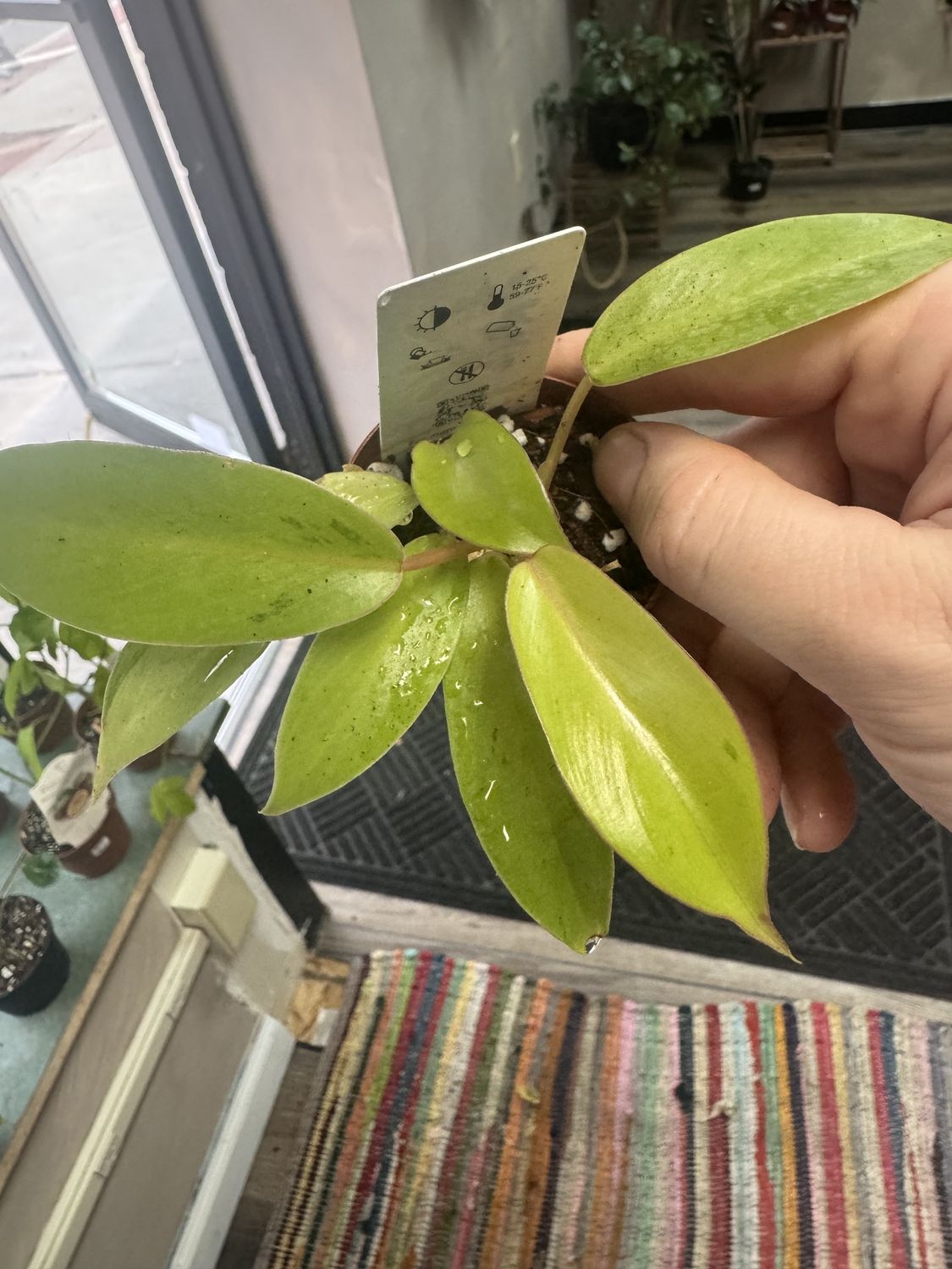 Philodendron Snowdrift