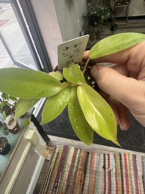 Philodendron Snowdrift