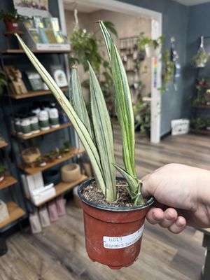 Sansevieria Bantel’s Sensation
