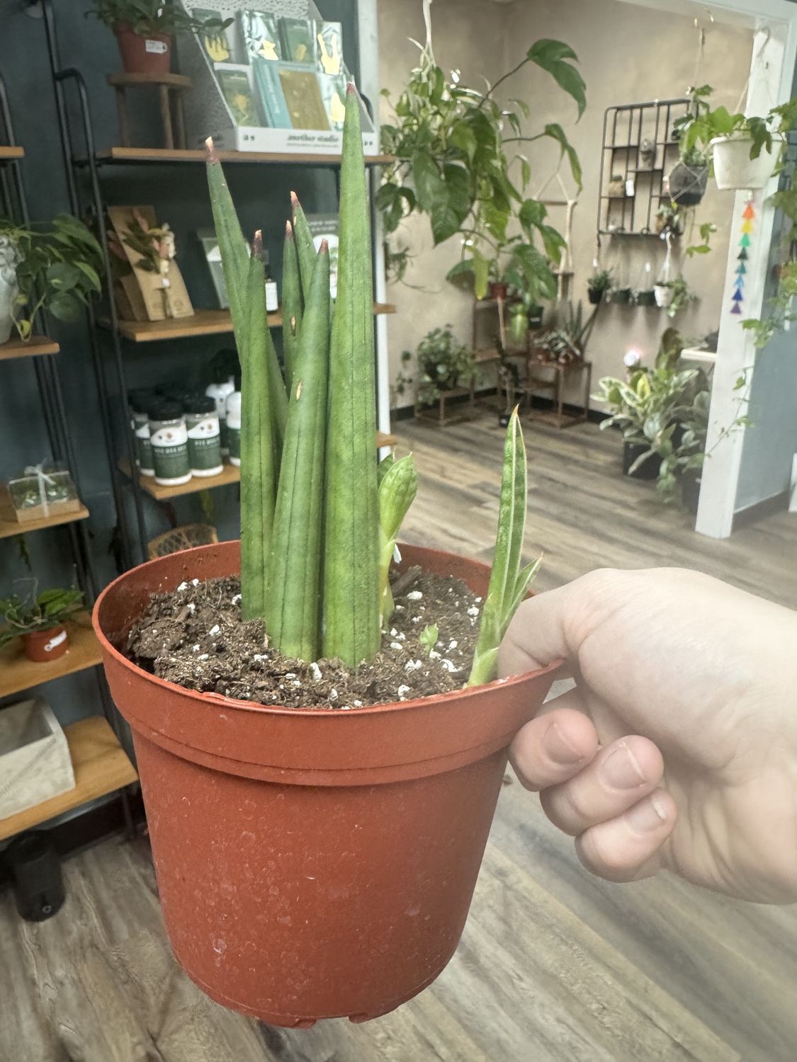 Sansevieria Cylindrica Bob Mikado