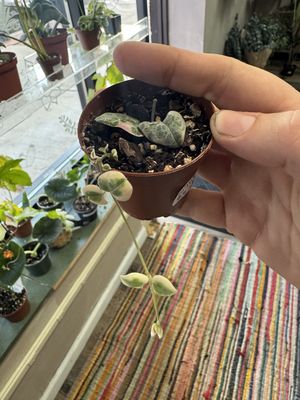 String of Hearts Variegated