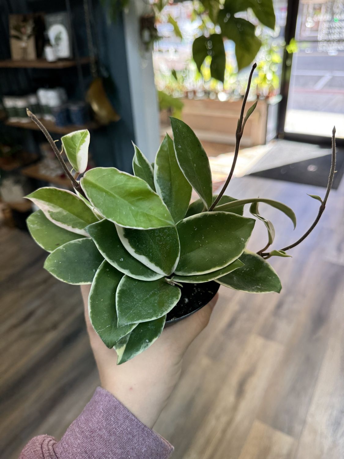 Hoya Krimson Queen