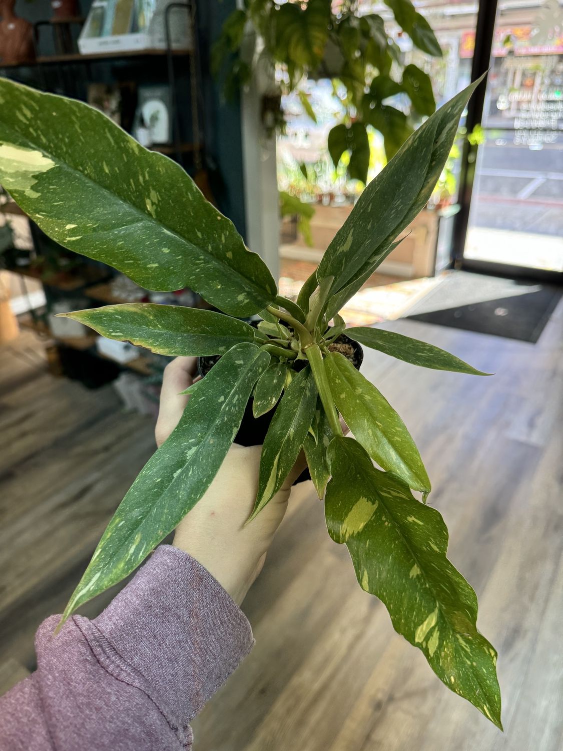 Philodendron Ring of Fire