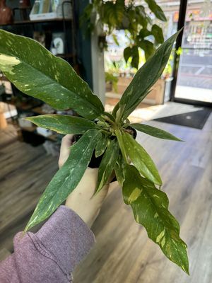 Philodendron Ring of Fire
