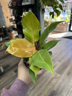 Philodendron Mccolley&#39;s Finale