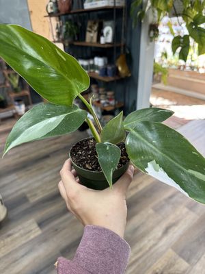 Philodendron White Princess