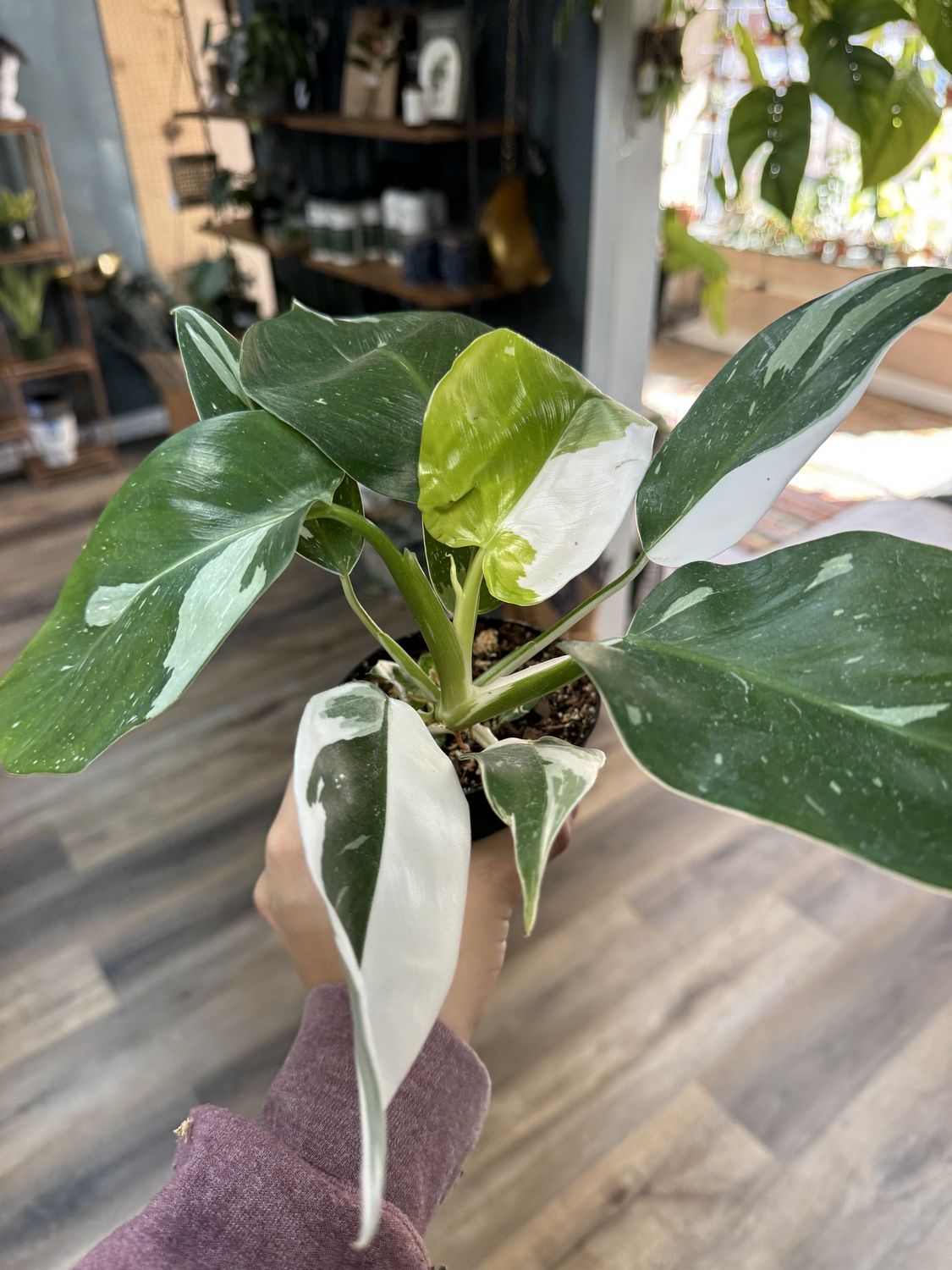 Philodendron White Wizard