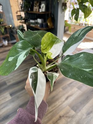 Philodendron White Wizard