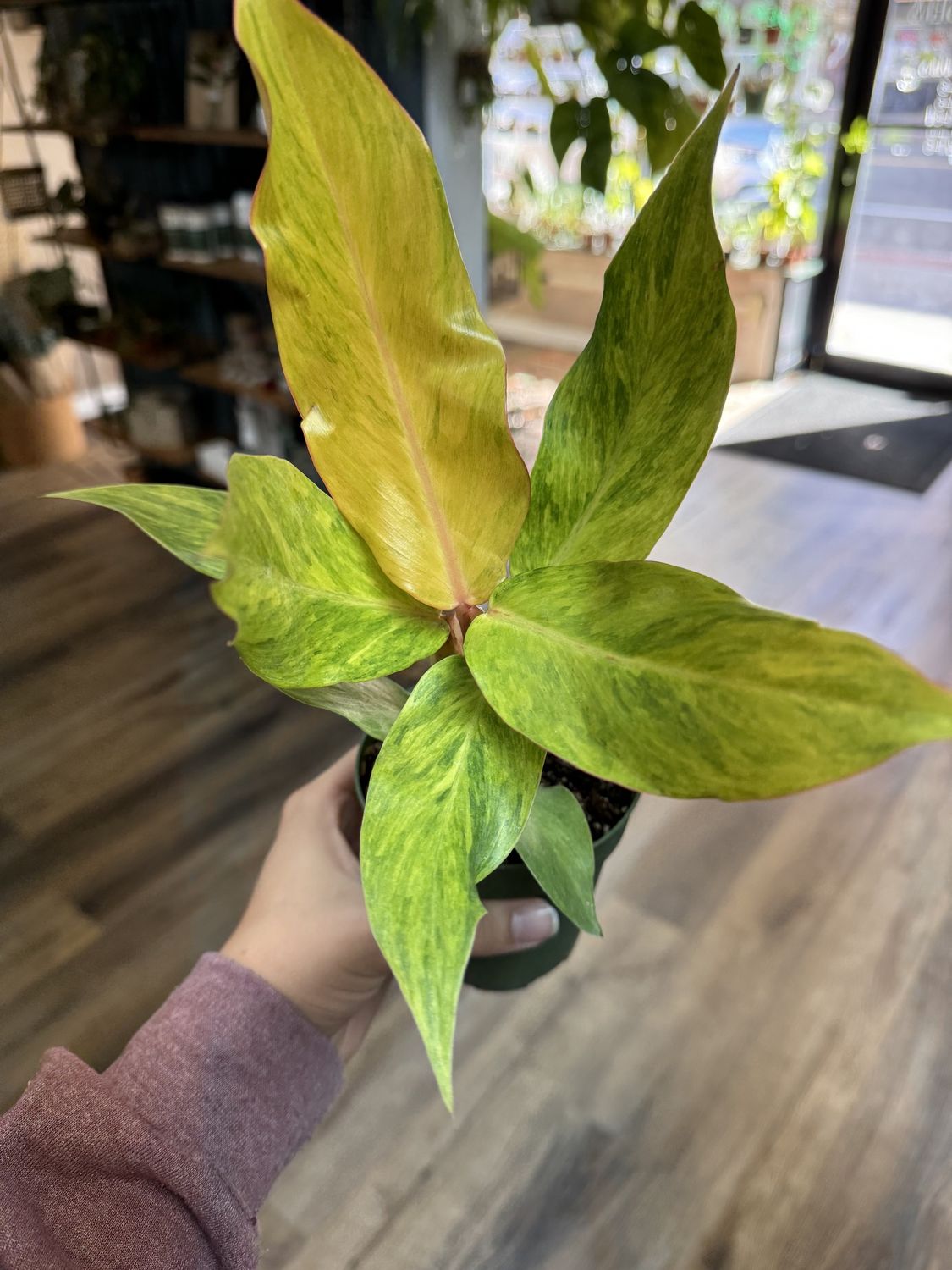 Philodendron Orange Marmalade