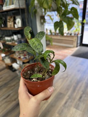 Black Pagoda Lipstick Plant