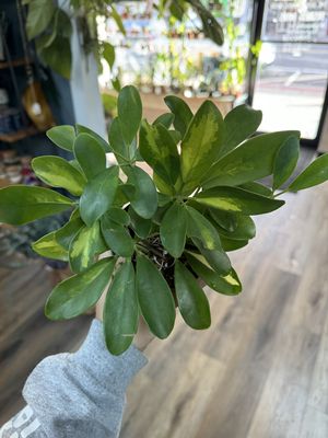 Variegated Umbrella Plant