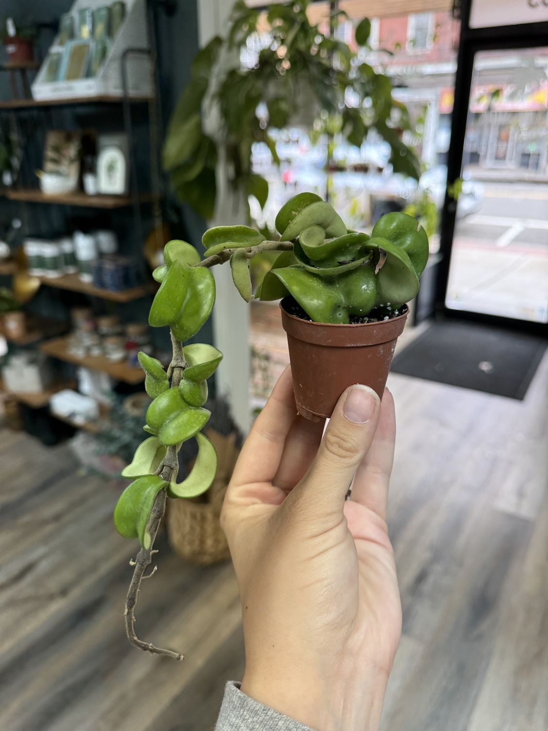 Hoya Rope