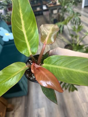 Philodendron Red Sun
