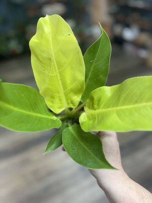 Philodendron Moonlight