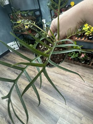 Philodendron Tortum