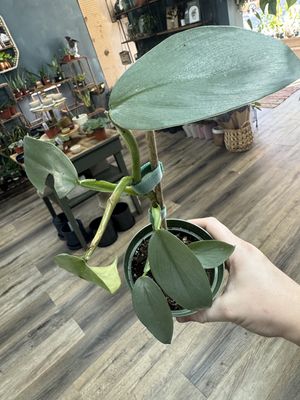 Philodendron Silver Sword