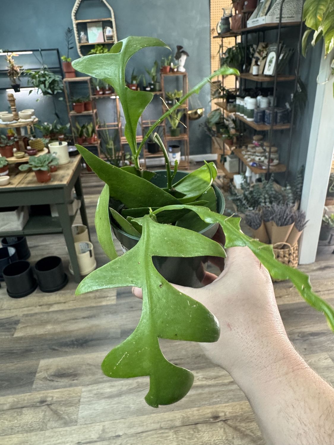 Shark tooth Fern