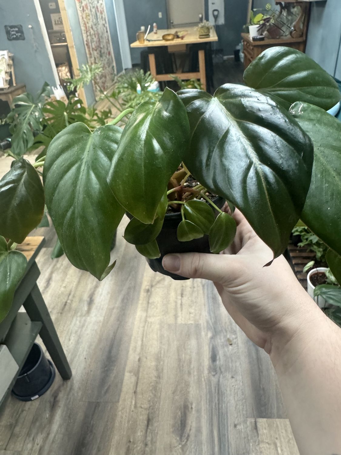 Philodendron Summer Glory