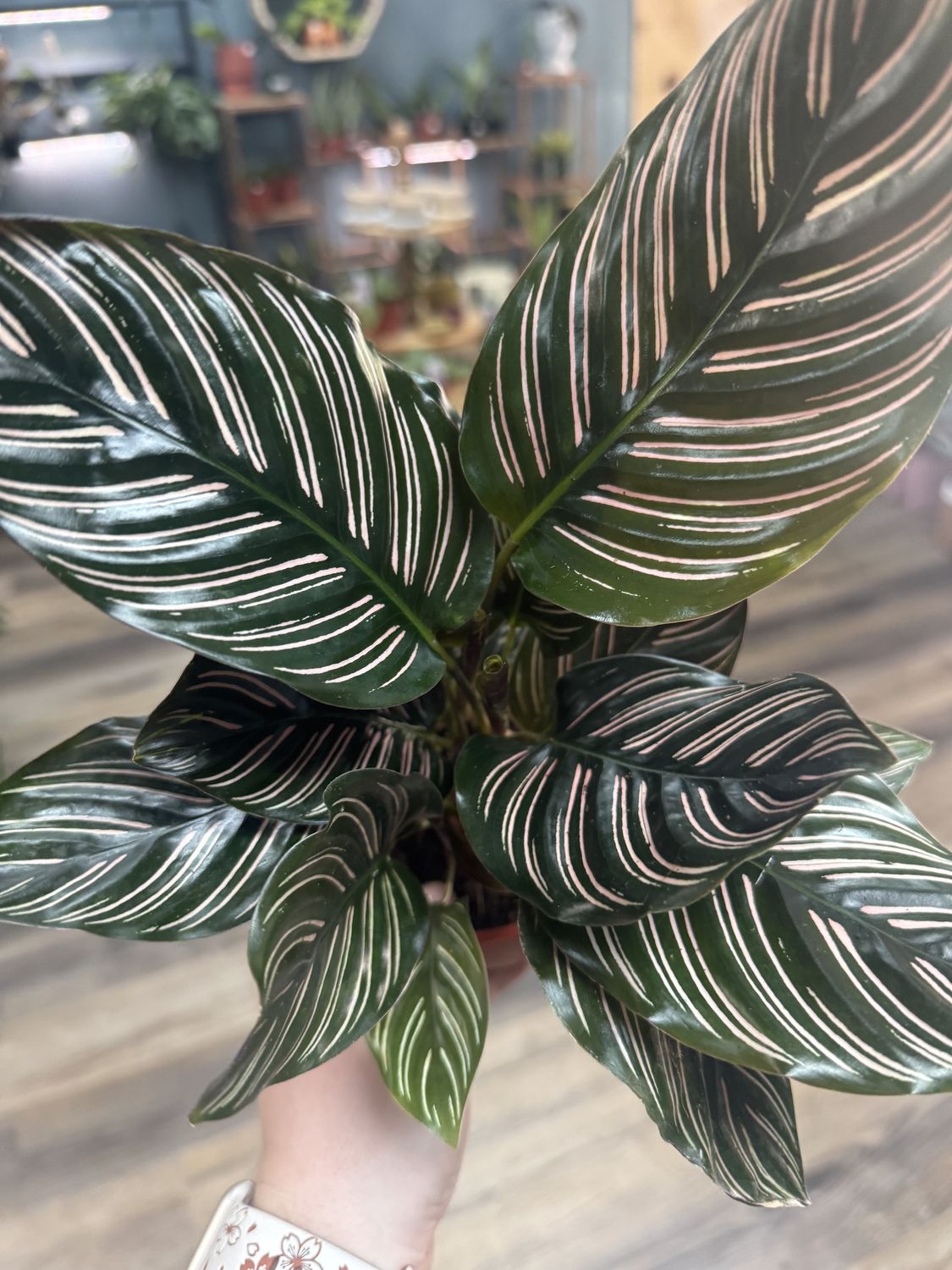Calathea Ornata