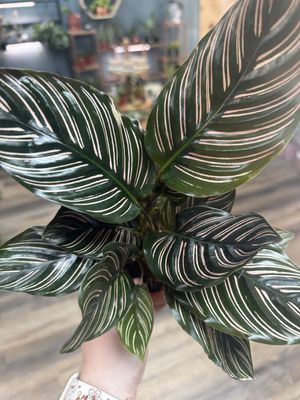 Calathea Ornata