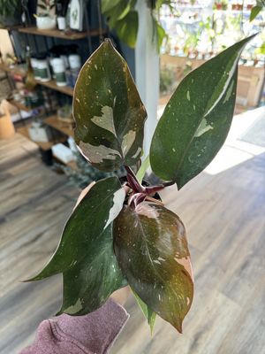 Philodendron Pink Knight or Red Anderson