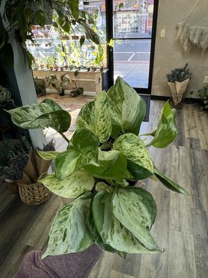 Epipremnum Aureum ‘Manjula Compacta’