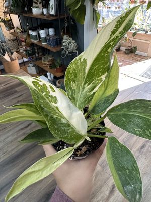 Philodendron Jose Bueno