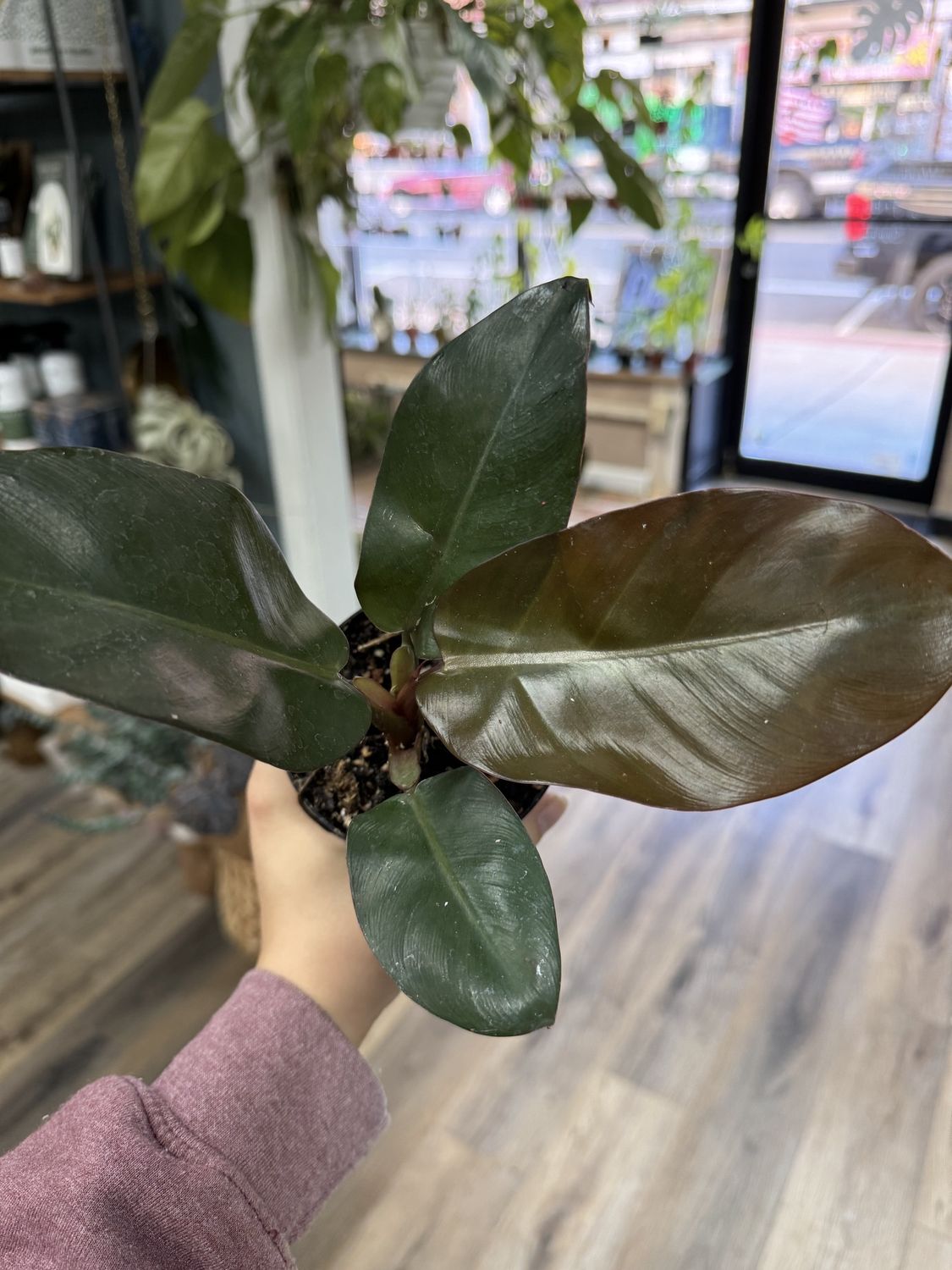 Philodendron Black Cardinal
