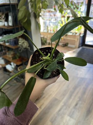 Philodendron Joepii