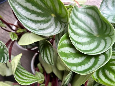 Peperomia Watermelon