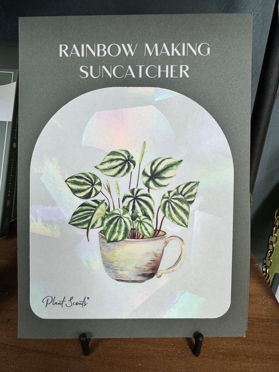 Sun Catcher Sticker, Variety: Watermelon Peperomia