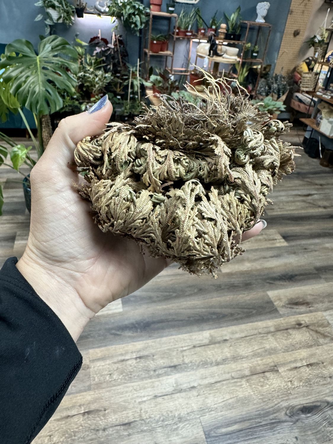 Rose of Jericho