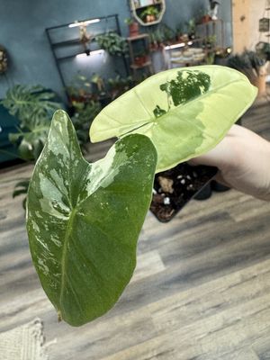 Alocasia Frydek Variegated