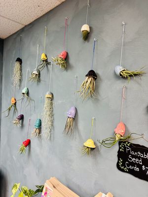 Ceramic Air Plant Holder with Airplant