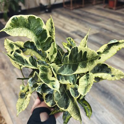 Croton Tamara